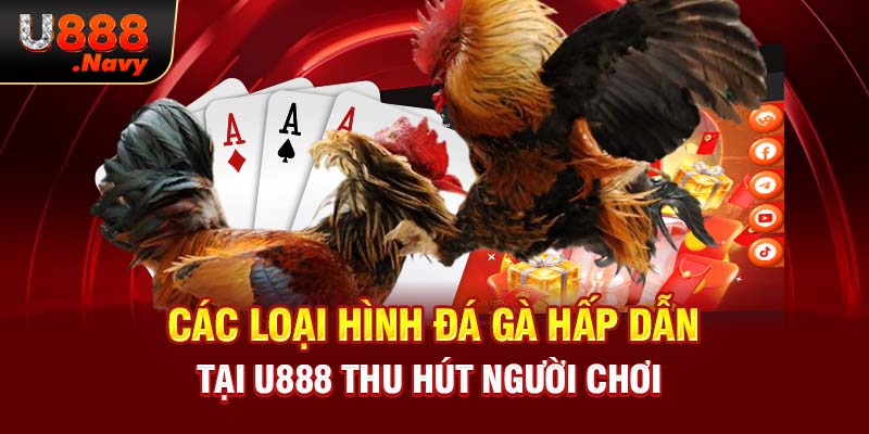 Các loại hình đá gà hấp dẫn tại U888 thu hút người chơi