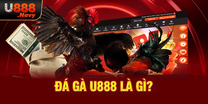 Đá gà U888 là gì?