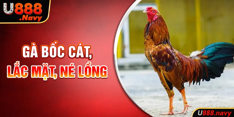 Gà bốc cát, lắc mặt, né lồng