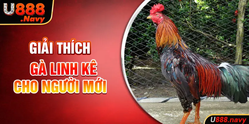 Giải thích gà linh kê cho người mới