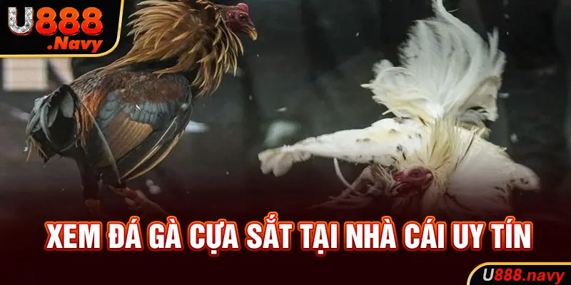 Xem đá gà cựa sắt tại nhà cái uy tín