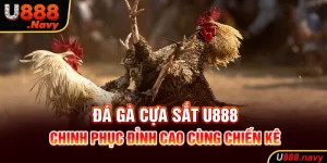 Đá Gà Cựa Sắt U888