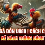 Đá Gà Đòn U888