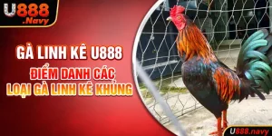 Gà Linh Kê Là Gì? Điểm Danh Các Loại Gà Linh Kê Khủng