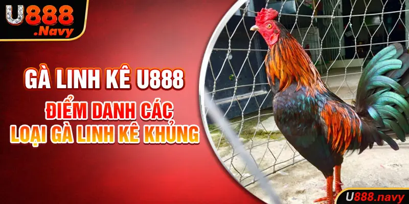 Gà Linh Kê Là Gì? Điểm Danh Các Loại Gà Linh Kê Khủng